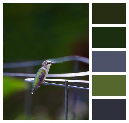 Hummingbird Bird Phone Wallpaper Image
